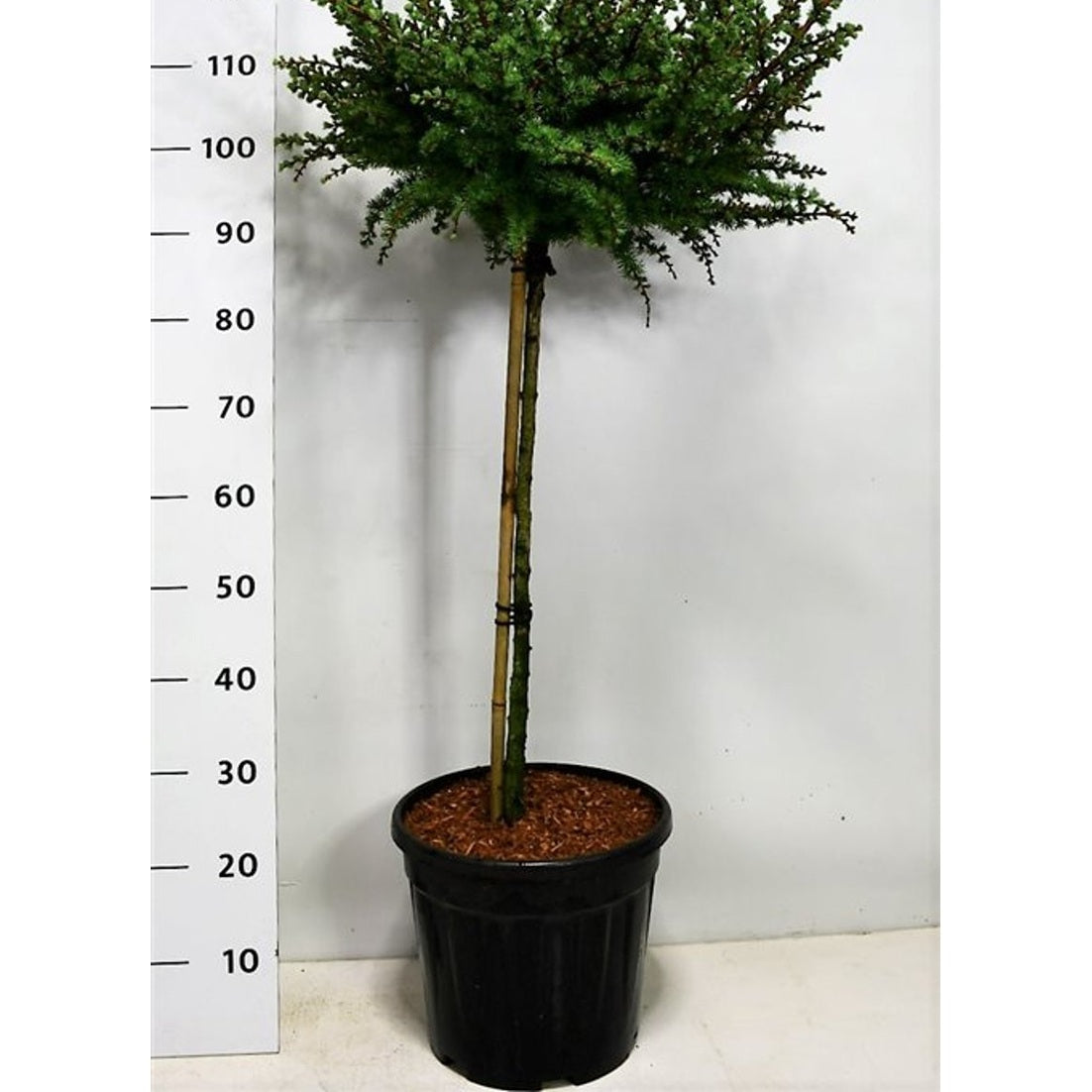 Japansk lärk – Larix kaempferi 'Grey Pearl' - C13 60 cm. Stam
